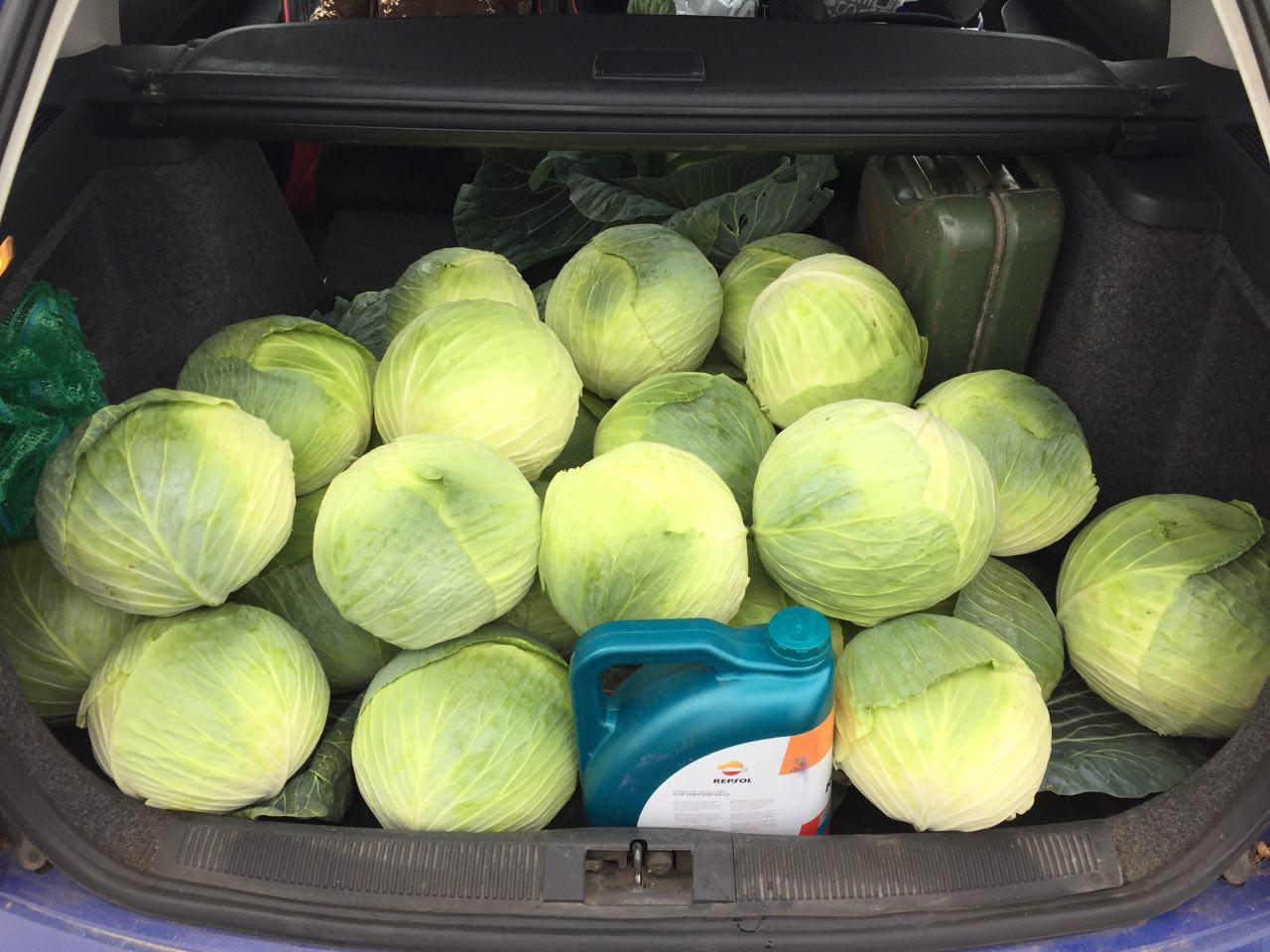 Насіння капусти Центуріон F1 (Centyrion), 100-110дн. 2500 насінин