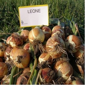 Насіння цибулі Леон (Leone), 140 дн. 250000 насінин