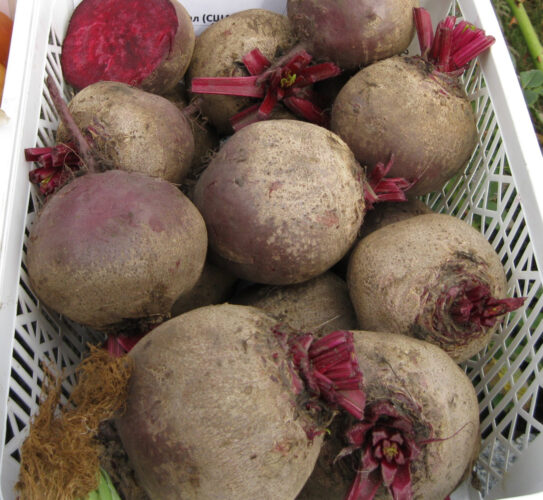Насіння буряка Детройт Дарк Ред , 5 кг