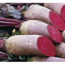 Насіння буряка столового Ломако (Lomako RZ), циліндричний (калібр 2,75-3,50) 25 000 насінин