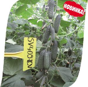 Насіння огірка СВ 4097 ЦВ (SV 4097 CV) F1 250 насінин