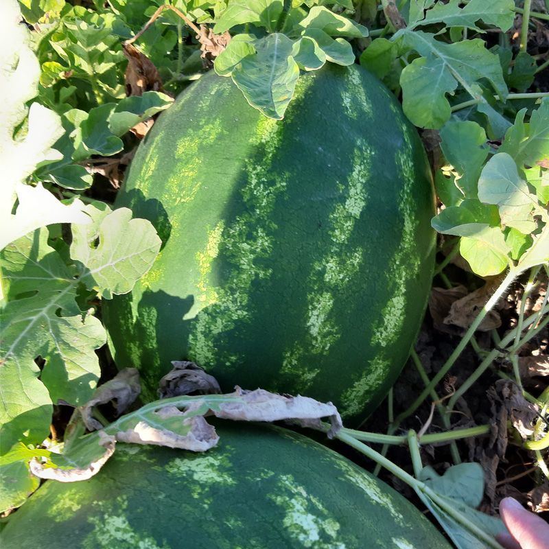Насіння кавуна Ланкастер F1 63-67 дн. 250 насінин