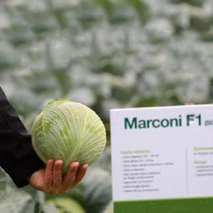 Насіння капусти Марконі F1, пізня 2500 насінин