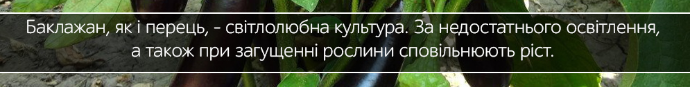baklazhan cilindr