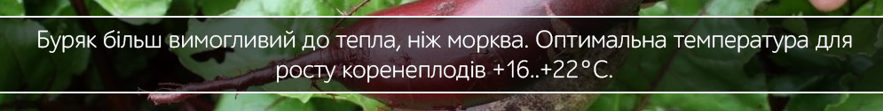 buryak stolovii dovgii