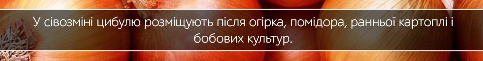 cibulia zhovta