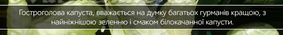 kapusta gostroholova