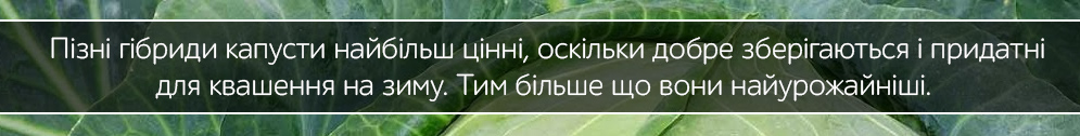 kapusta