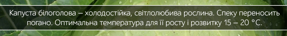 kapusta serednia