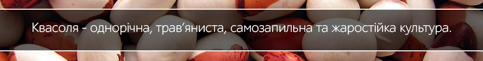 kvasolia