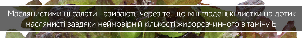 maslyanistii salat