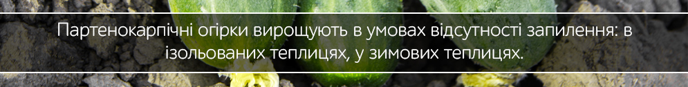 ogirok partenokarpichnii