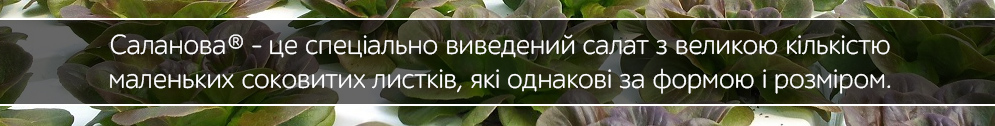 salanova salat