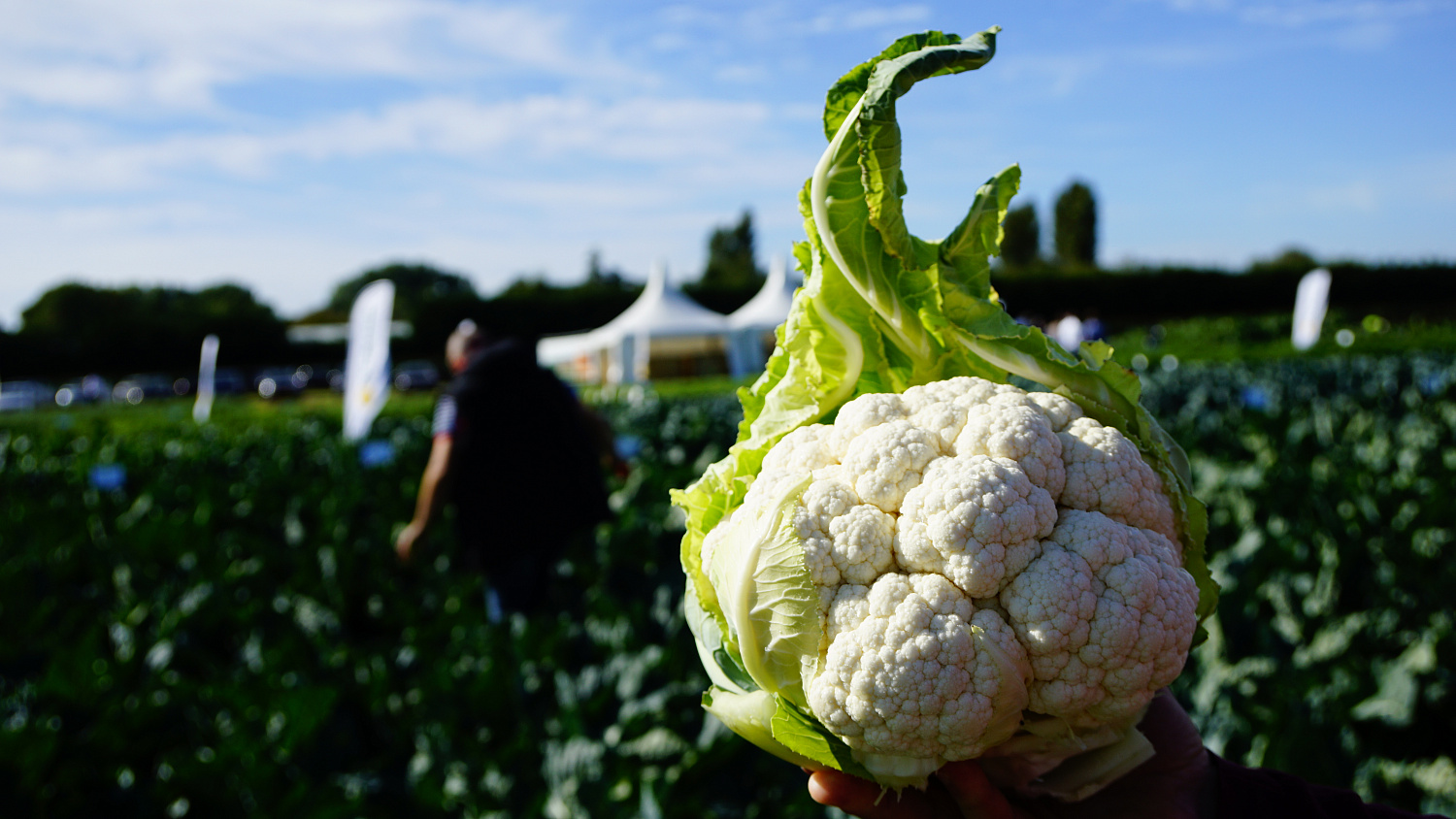 Насіння капусти цвітної Ардент F1 (Ardent), 75-80дн. 2500 насінин