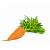 Насіння моркви