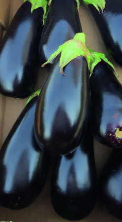 Насіння баклажана Октавія F1 (OKTAVIYA), 1000 насінин