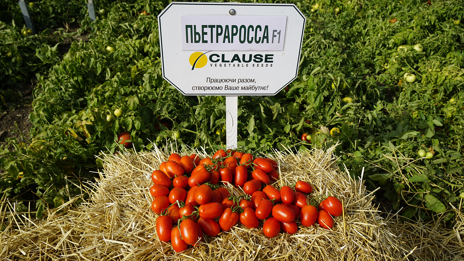 Насіння томата П'єтра Росса F1 (Petra Rossa), 65 - 70 дн., детермінантний 1000 насінин
