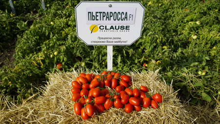 Насіння томата П'єтра Росса F1 (Petra Rossa), 65 - 70 дн., детермінантний 1000 насінин