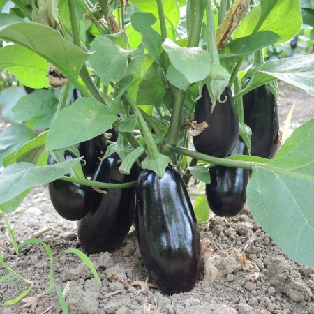 Насіння баклажана Октавія F1 (OKTAVIYA), 1000 насінин