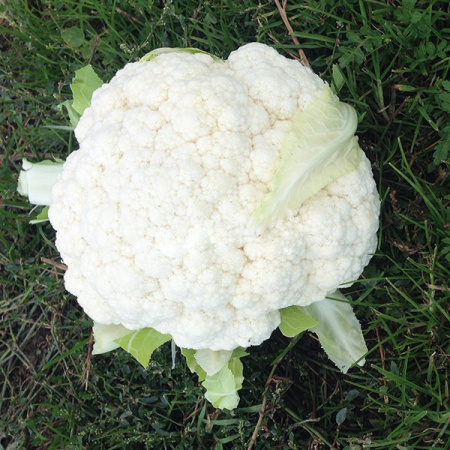 Насіння капусти цвітної Ардент F1 (Ardent), 75-80дн. 2500 насінин