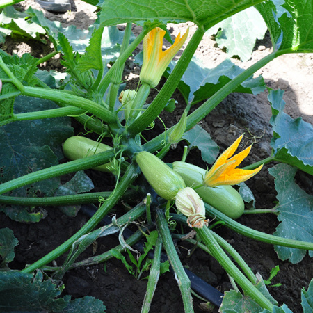 Насіння кабачка Супердонія F1 (Superdoniya), 40-45дн. 500 насінин