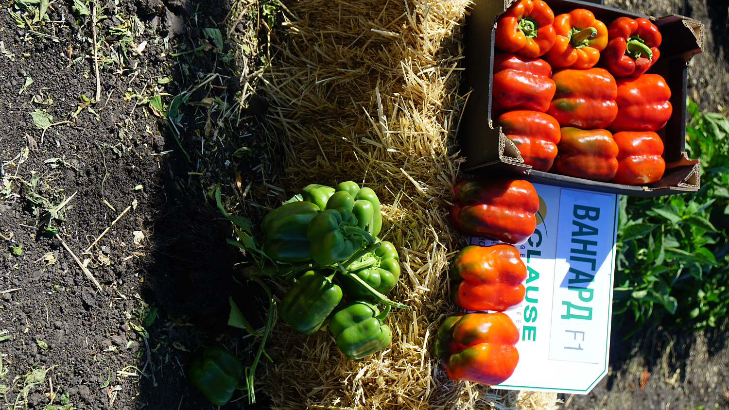 Насіння перцю солодкого Вангард F1 (VANGARD), 1000 насінин