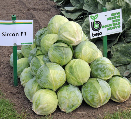 Насіння капусти Сіркон F1 (Sircon), 145 дн. 2500 насінин