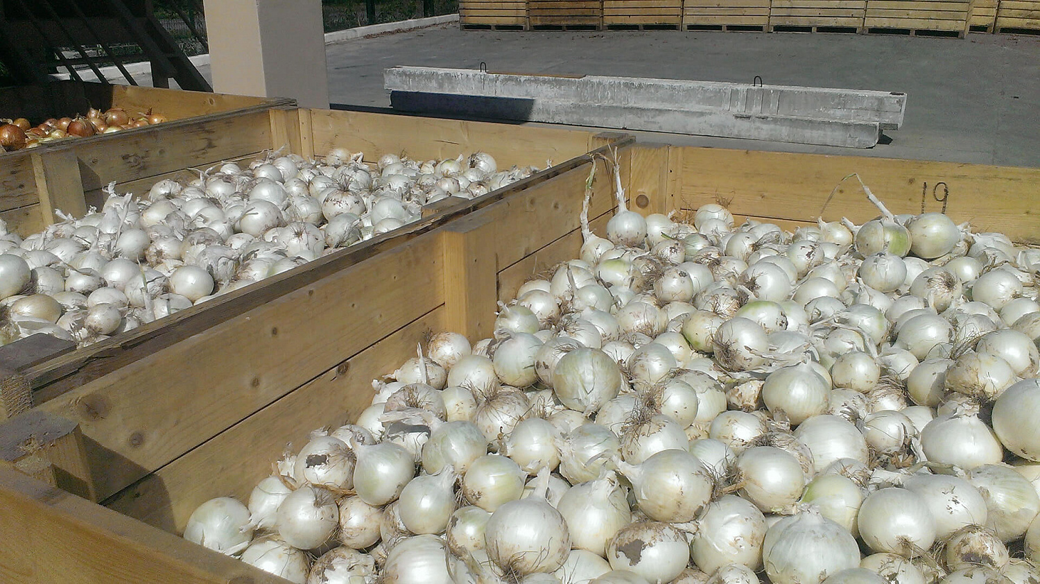 Насіння цибулі Примо Бланко  F1 110-115 днів 250000 насінин