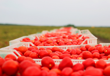 Насіння томата П'єтра Росса F1 (Petra Rossa), 65 - 70 дн., детермінантний 1000 насінин