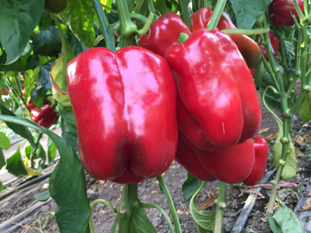 Насіння перцю солодкого Вангард F1 (VANGARD), 1000 насінин