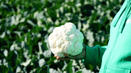 Насіння капусти цвітної Ардент F1 (Ardent), 75-80дн. 2500 насінин