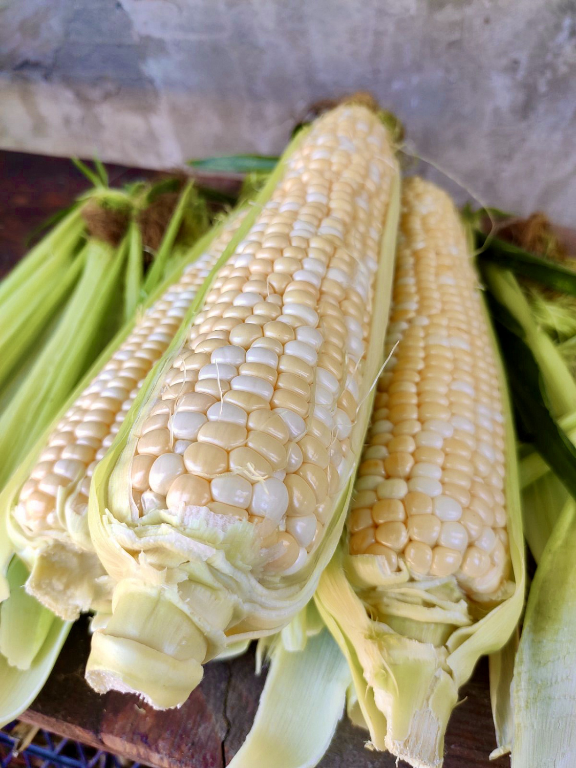 Насіння кукурудзи цукрової  Ракель F1, 72-73 дн. 5000 насінин