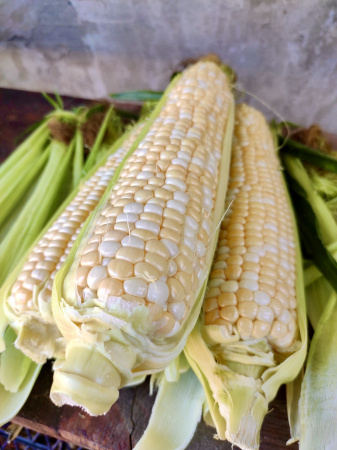 Насіння кукурудзи цукрової  Ракель F1, 72-73 дн. 5000 насінин