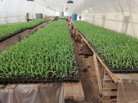 Насіння кукурудзи цукрової  Ракель F1, 72-73 дн. 5000 насінин