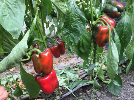 Насіння перцю солодкого Вангард F1 (VANGARD), 1000 насінин