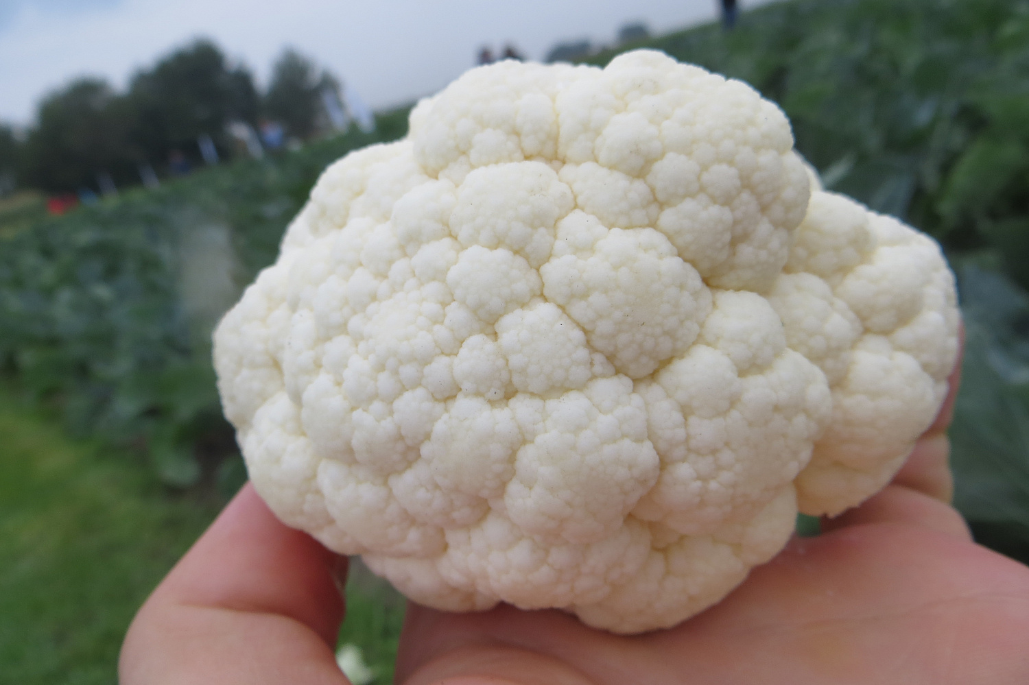 Насіння капусти цвітної Ардент F1 (Ardent), 75-80дн. 2500 насінин