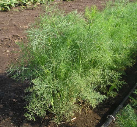 Насіння кропу Ділл (Dill), 35-45дн. 50 грам