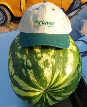 Насіння кавуна Кримсон Світ (Krimson Sweet) 500 грам