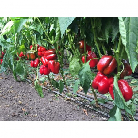 Насіння перцю солодкого Вангард F1 (VANGARD), 1000 насінин