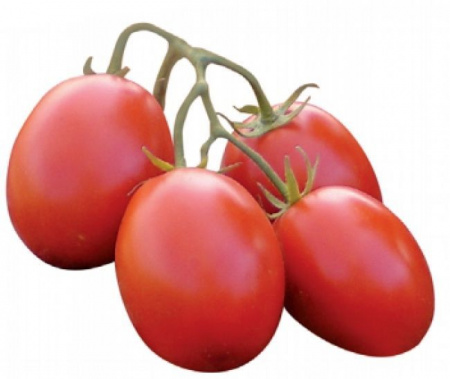 Насіння томата П'єтра Росса F1 (Petra Rossa), 65 - 70 дн., детермінантний 1000 насінин