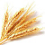Насіння пшениці