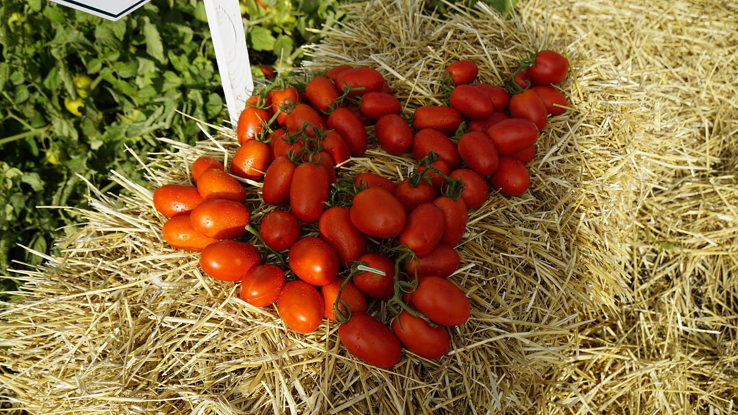 Насіння томата П'єтра Росса F1 (Petra Rossa), 65 - 70 дн., детермінантний 1000 насінин