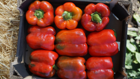 Насіння перцю солодкого Вангард F1 (VANGARD), 1000 насінин